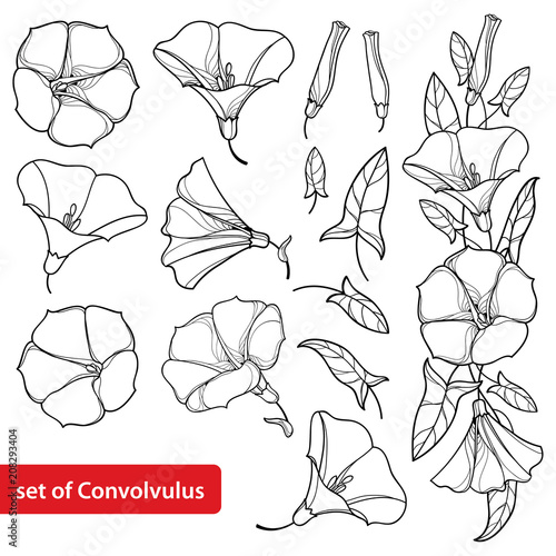 Fototapeta Naklejka Na Ścianę i Meble -  Vector set with outline Convolvulus or Bindweed flower bell, bunch, leaf and bud in black isolated on white background. Perennial climbing plant in contour style for summer design and coloring book.