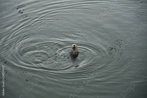 Sea Otter © Tyler