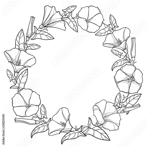 Vector round wreath with outline Convolvulus or Bindweed bell, leaf and bud in black isolated on white background. Climbing Bindweed flower in contour style for summer design or coloring book.