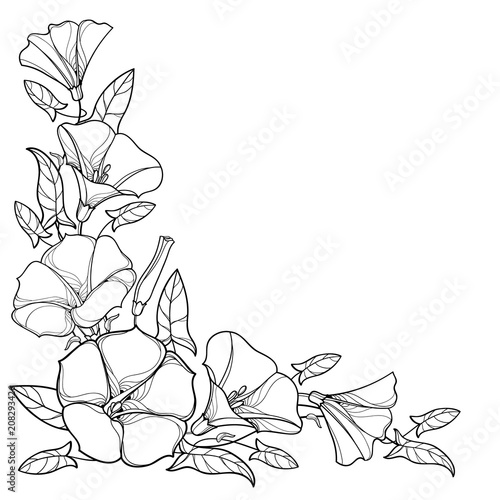 Vector corner bouquet with outline Convolvulus or Bindweed flower bell, leaf and bud in black isolated on white background. Climbing contour Bindweed flower for summer design or coloring book.