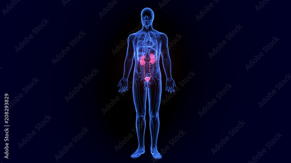 3d illustration human body organ (kidneys) anatomy
