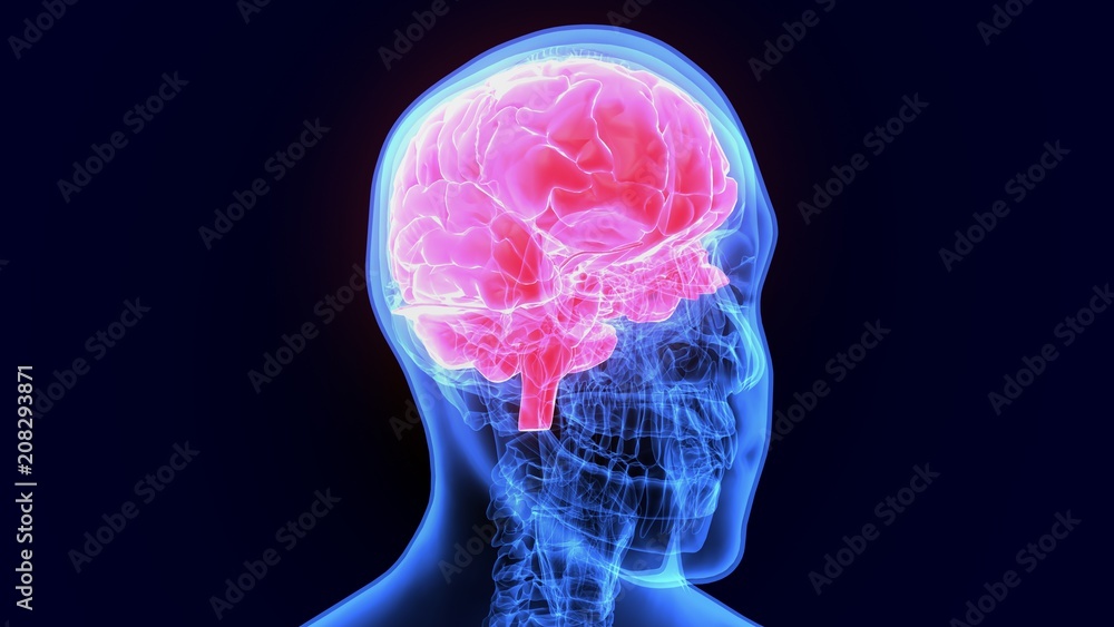 3d illustration of human body brain anatomy
3d illustration of human body brain anatomy