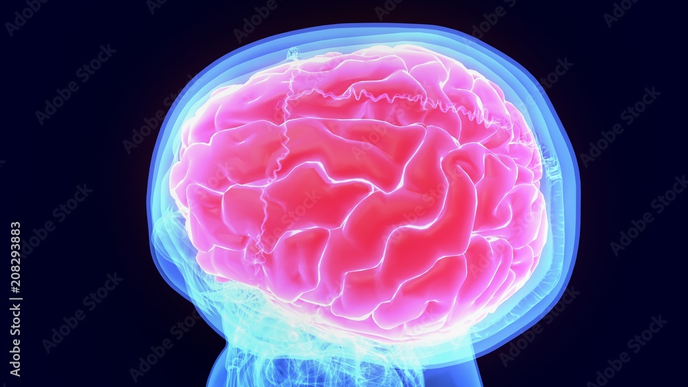 3d illustration of human body organ(brain anatomy)
3d illustration of human body organ(brain anatomy)