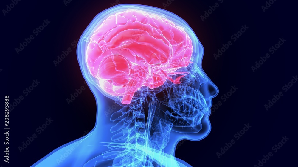 3d illustration of human body organ(brain anatomy)
3d illustration of human body organ(brain anatomy)