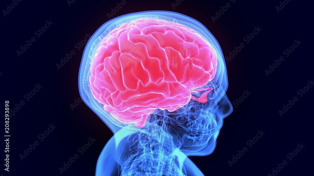 3d illustration of human body organ(brain anatomy)
3d illustration of human body organ(brain anatomy)
