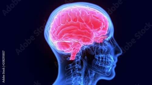 3d illustration of human body brain anatomy
 photo