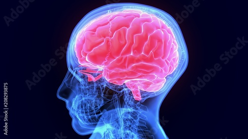 Photos 3d illustration of human body organ(brain anatomy)