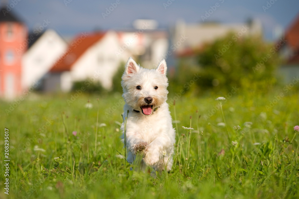 Rennender West Highland White Terrier am Stadtrand Rennender West Highland White Terrier am Stadtrand