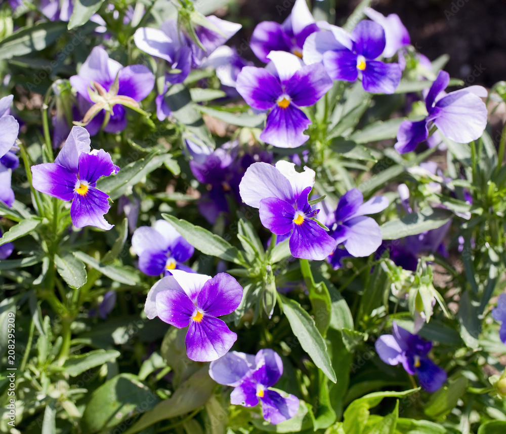 Blossoms of pansy