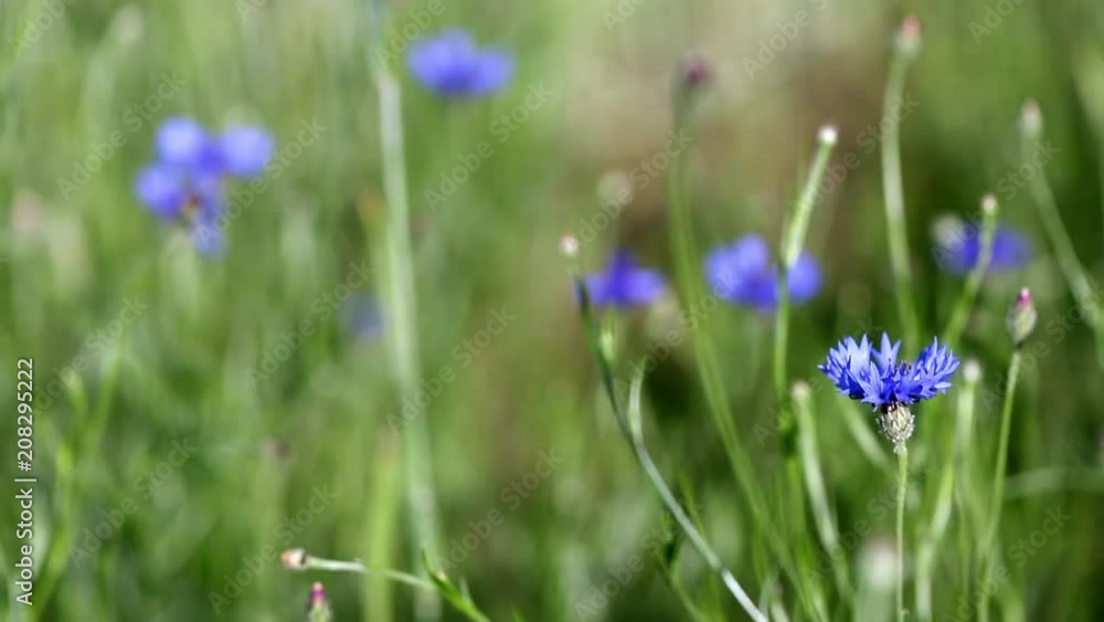 A few purple cornflowers, torn by the wind against a blurred young grain. A few purple cornflowers, torn by the wind against a blurred young grain.