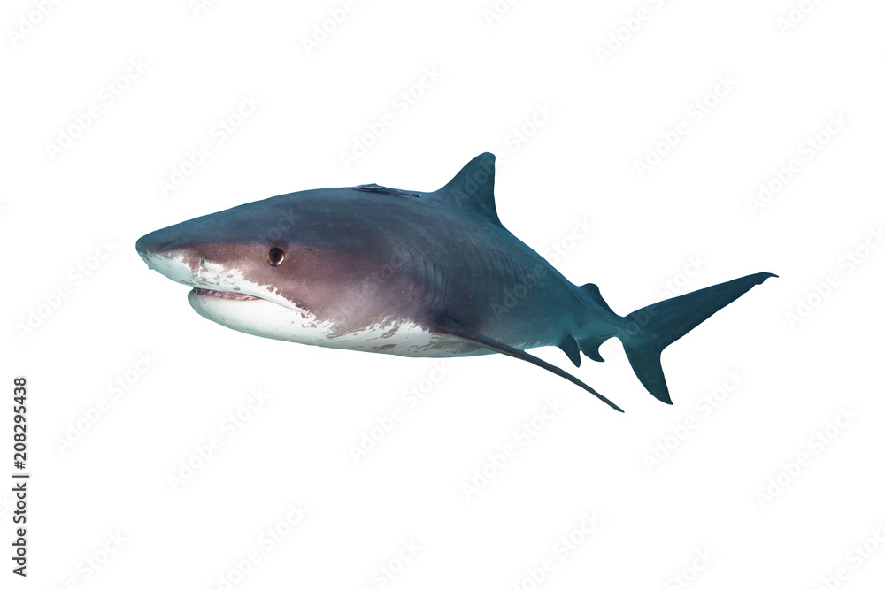 Obraz premium Tiger Shark Isolated on White Background
