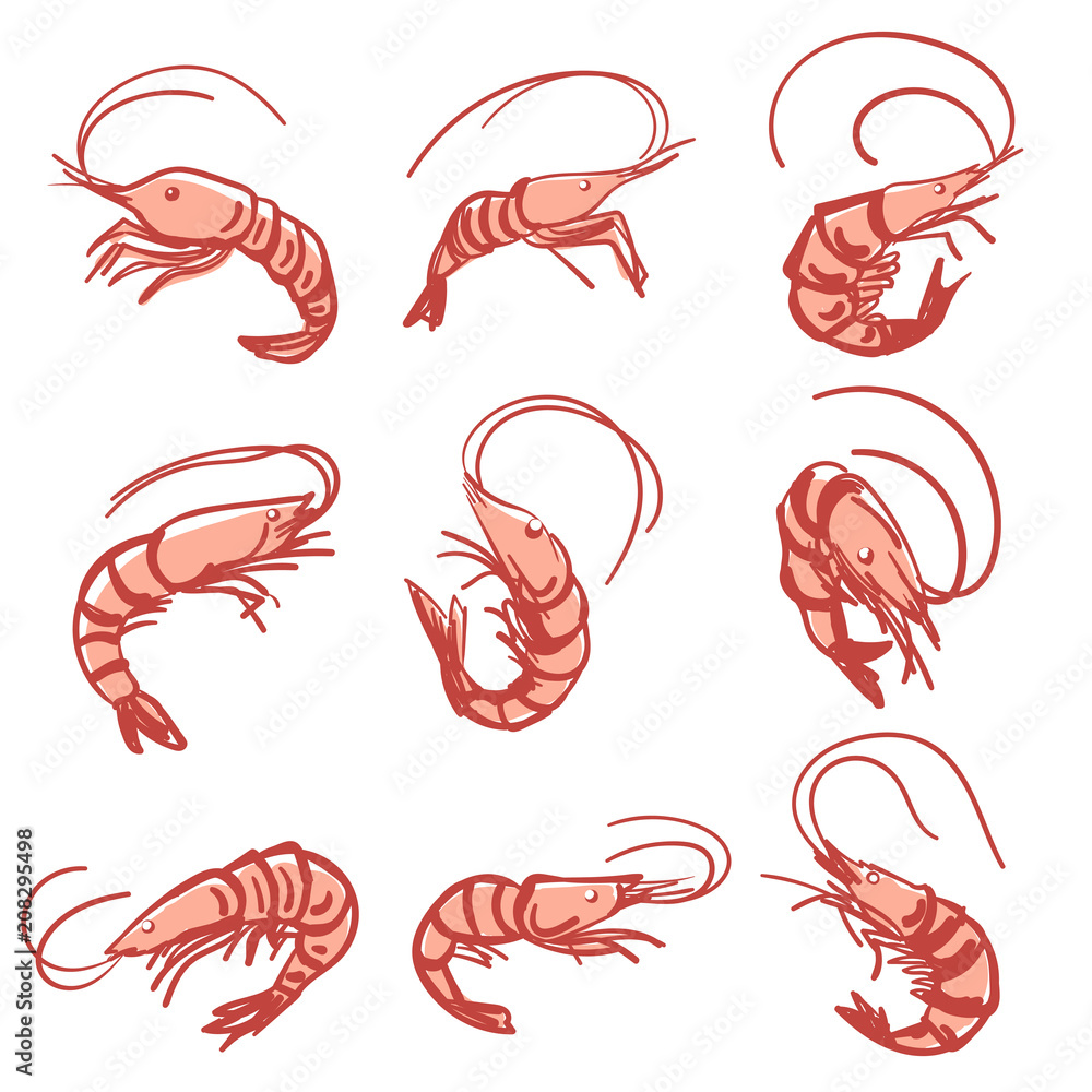 Vector Isolated Shrimp drawing Stock Vector Adobe Stock
