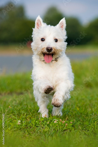 Rennender West Highland White Terrier