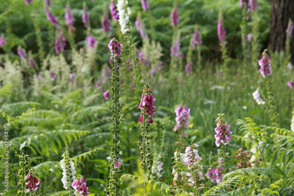 die schöne Lupinenblüte die schöne Lupinenblüte