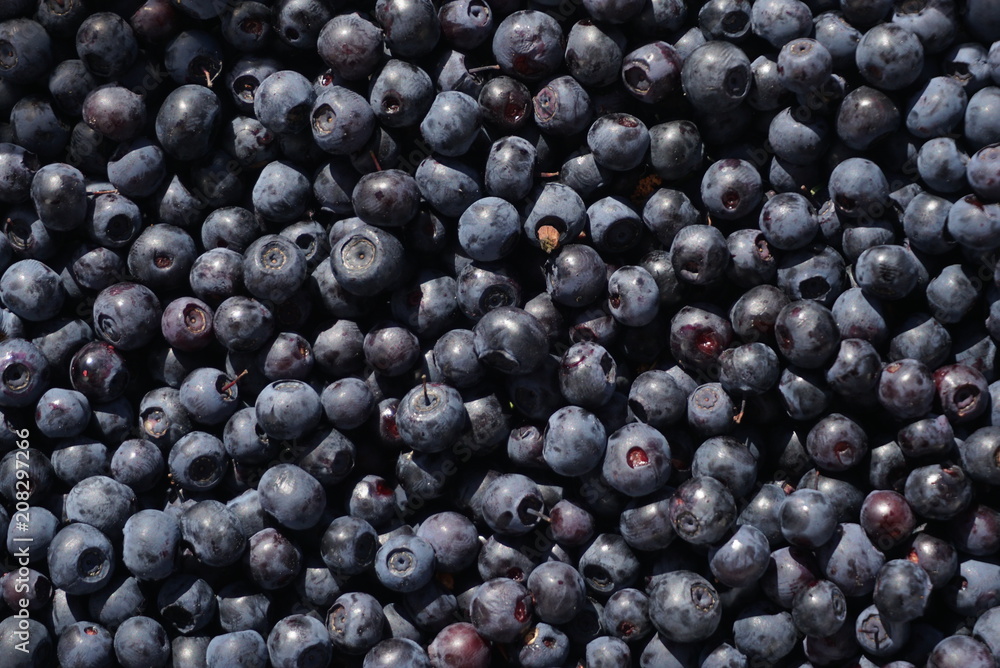background blueberries close-up background blueberries close-up