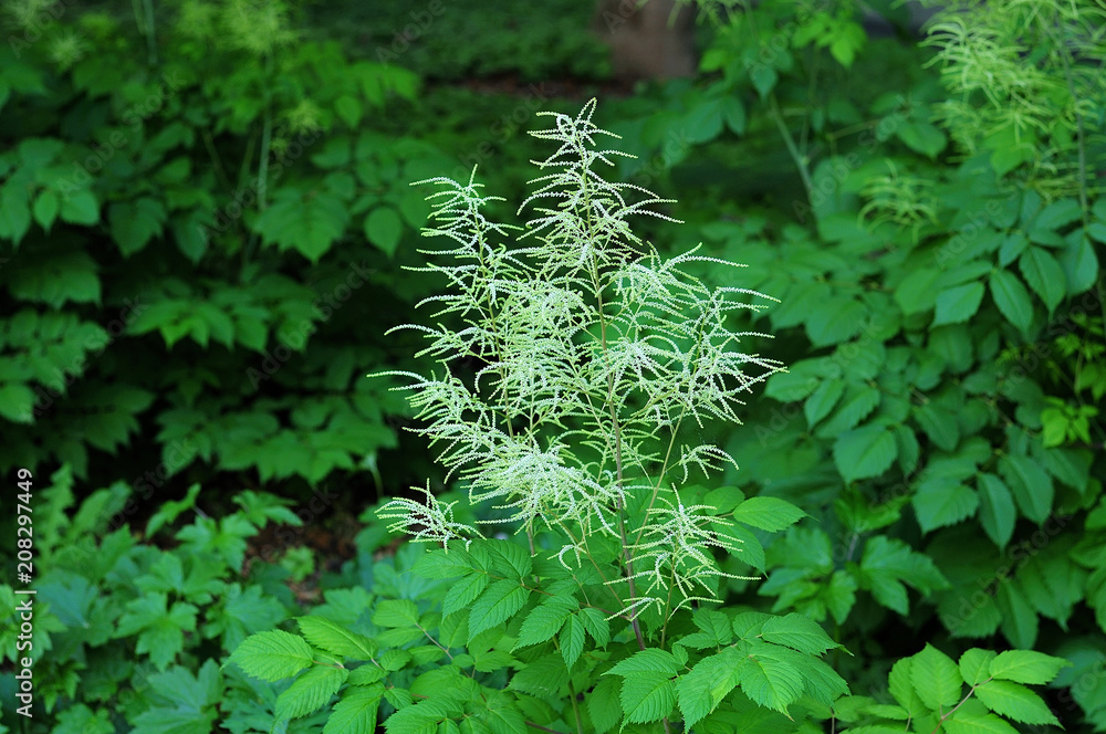 meadowsweet plant with buds in a garden