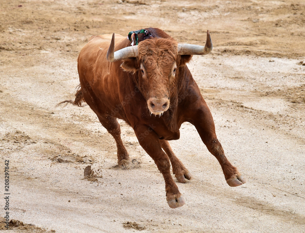 bullfighting in spain with big bull bullfighting in spain with big bull