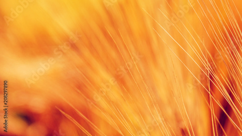 Wheat beard as abstract background