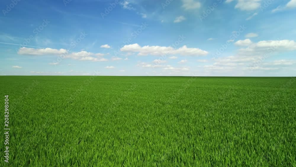 Green wheat field and sunny day Green wheat field and sunny day