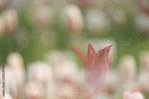 Multiple exposure tulips