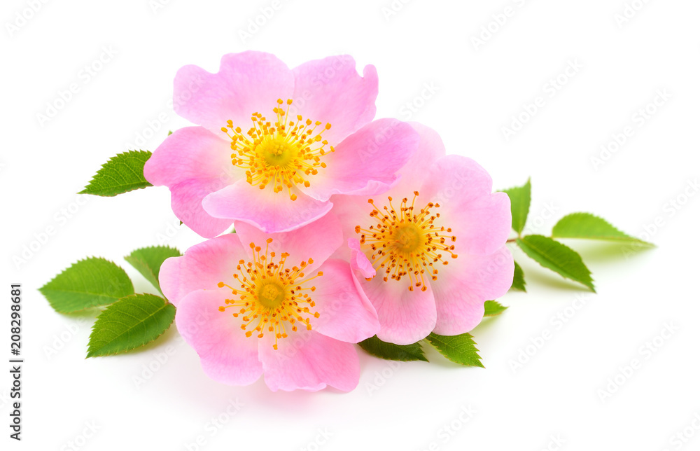 Fototapeta premium Kwiaty dzikiej róży odizolowywającej.