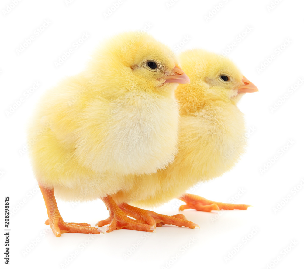 Fototapeta premium Two yellow chickens.