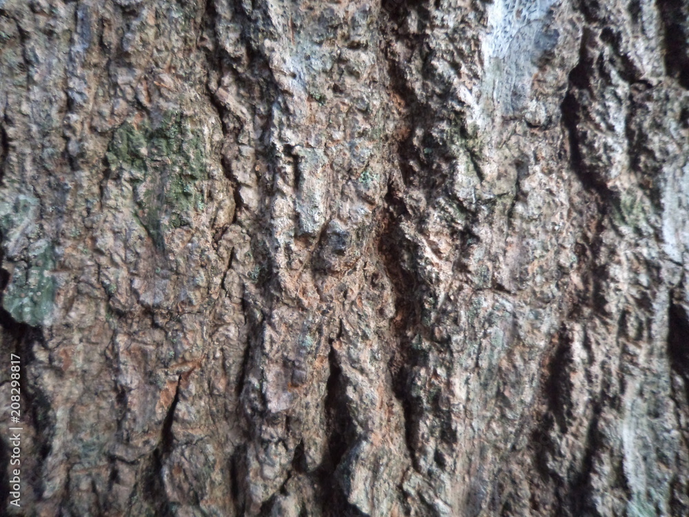 Naklejka premium Corteza 1