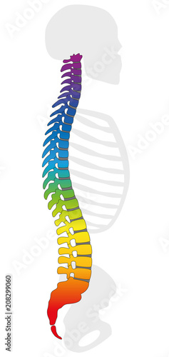 Rainbow colored backbone. Colorful spine and gray skeleton, as a symbol for healthy vertebras. Isolated vector illustration on white background.