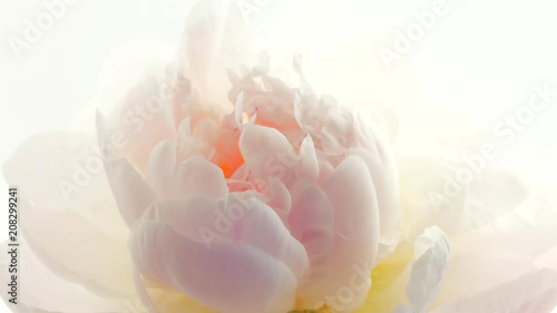 Blooming white peony background. Beautiful peony flower opening timelapse. 3840X2160 4K UHD video footage