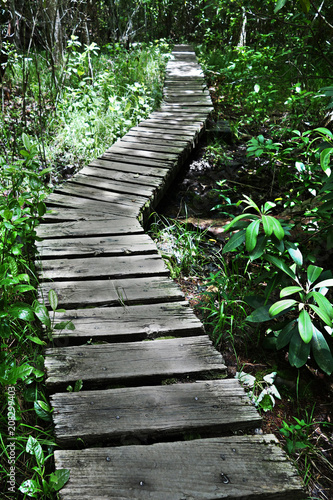 Path into nature