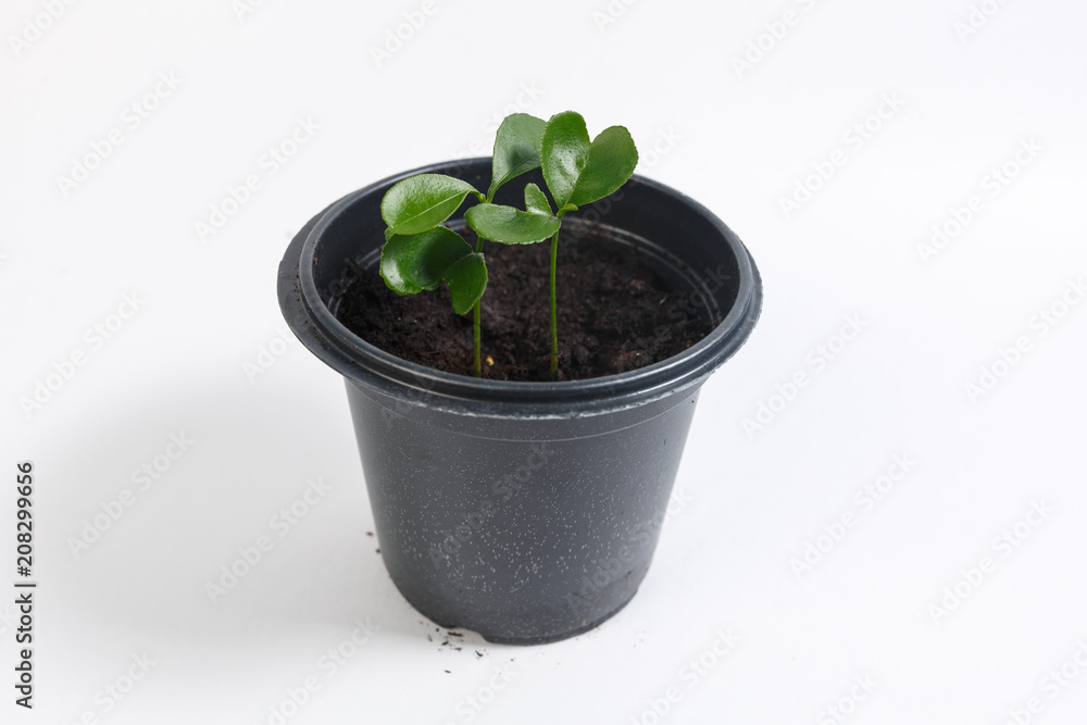 sprouts of a young orange in a black pot on a white background. sprouts of a young orange in a black pot on a white background.