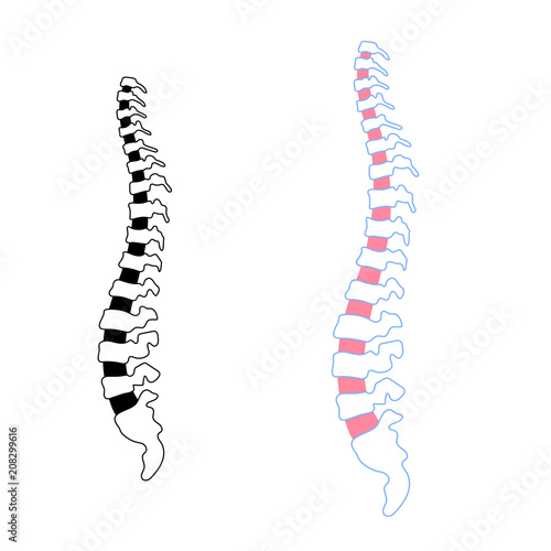 Vector human spine  illustration