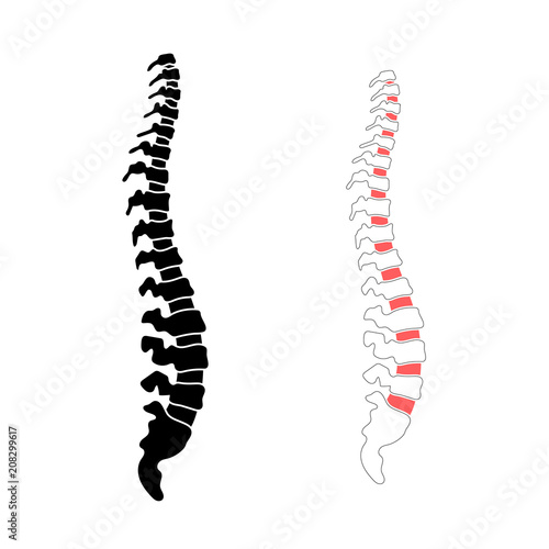 Vector human spine illustration
