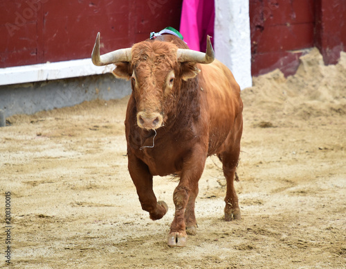 bullfighting in spain with big bull 