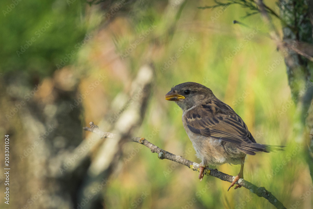 sparrow on a branch sparrow on a branch