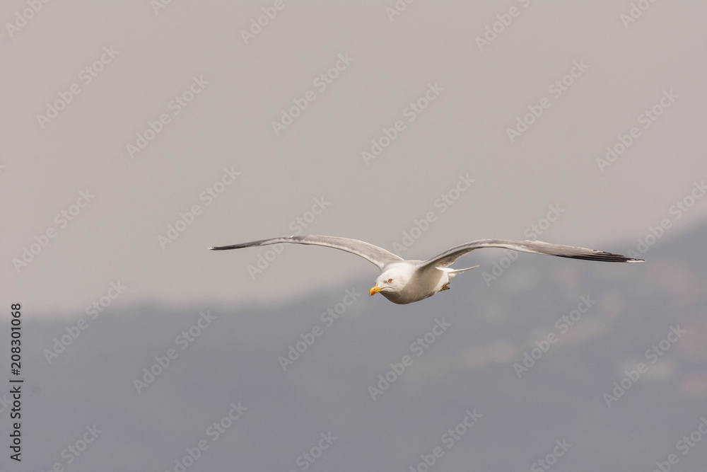 Obraz premium seagull flying above the mountains