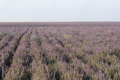 Field of lilac flowers summer landscape