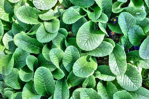 Green leafs close-up © umut_karamuk
