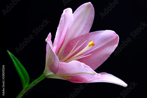 Pink lilium auratum flower macro. Isolated on black background.