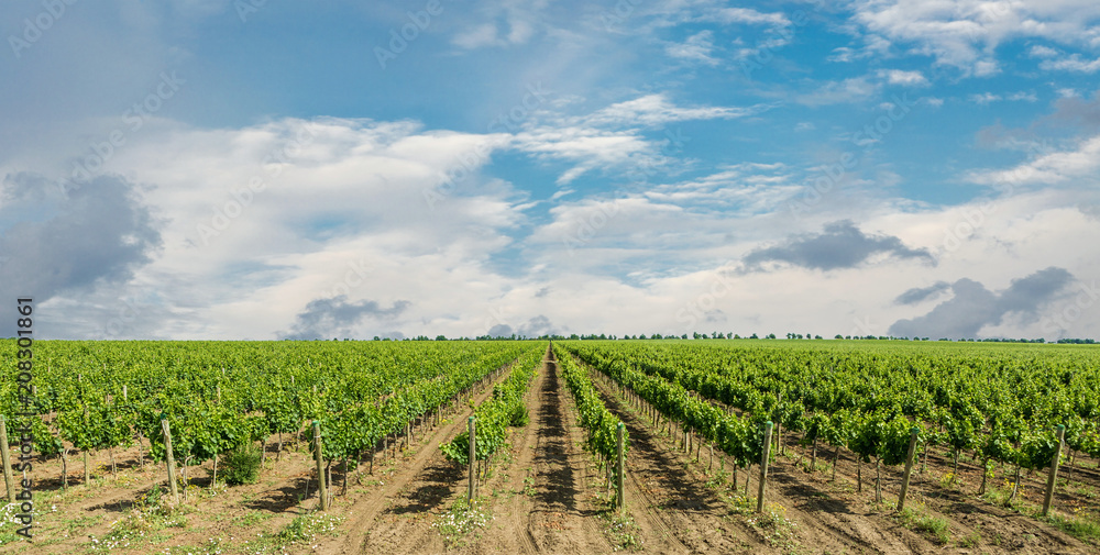 vineyard plantations, beautiful view of the vineyard rows