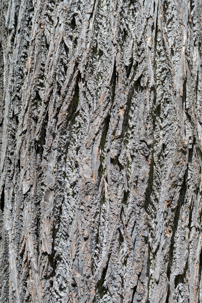 Obraz premium wood texture close-up