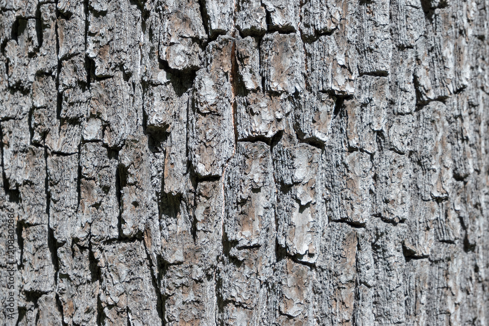 Fototapeta premium wood texture close-up