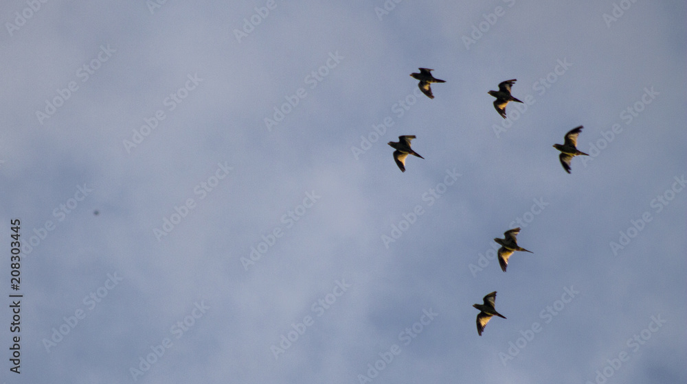 Obraz premium Aves volando