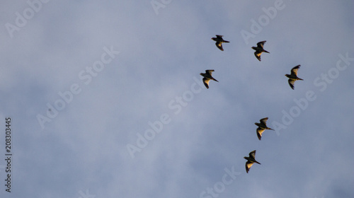 Aves volando © Alejandra