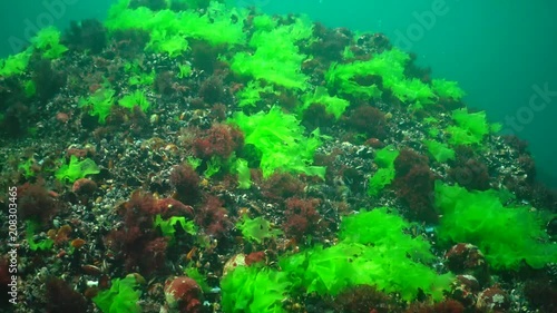 Green algae Ulva, Enteromorpha of the deep 2 m, Black Sea, Bulgaria photo