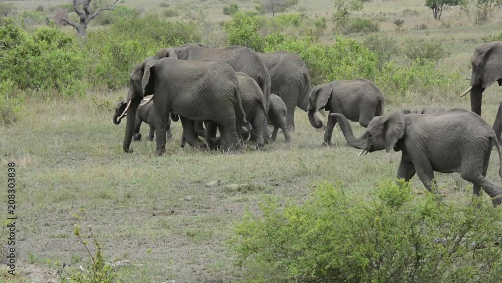 Herd of wild elephants in African wilderness. Kruger National Park, South Africa, Africa. Herd of wild elephants in African wilderness. Kruger National Park, South Africa, Africa.