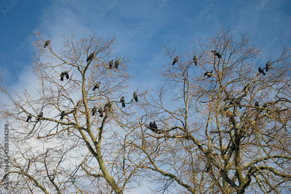 Birds sit on trees. Blue sky with clouds background. Russian landscape. Color photo. Birds sit on trees. Blue sky with clouds background. Russian landscape. Color photo.