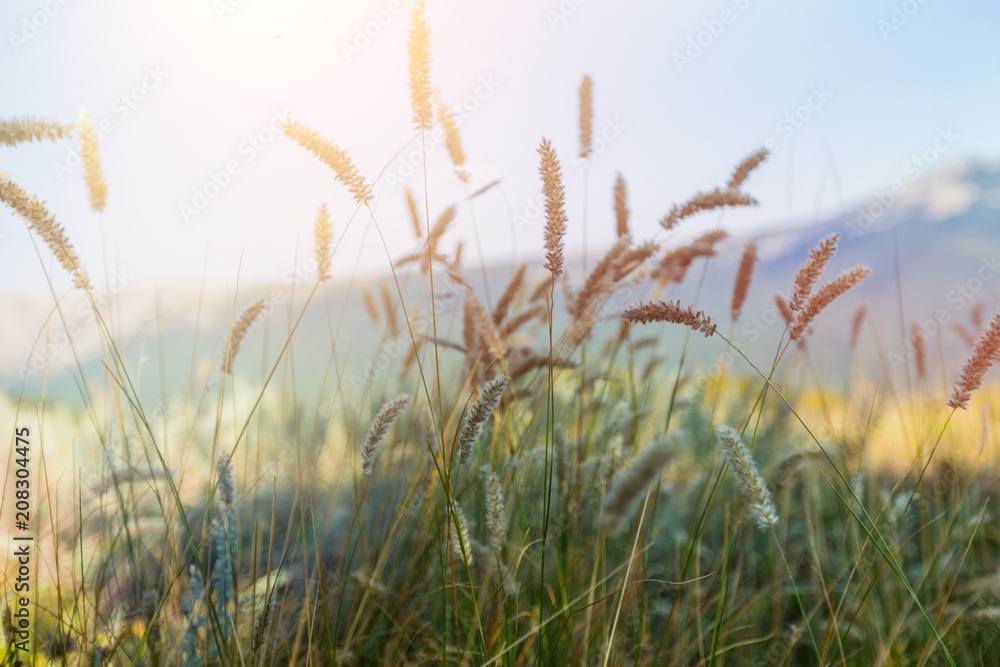 Fototapeta premium June.