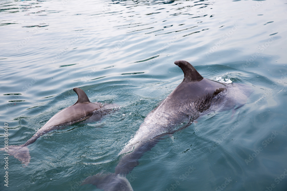Fototapeta premium Mother and baby dolphins swimming side by side 