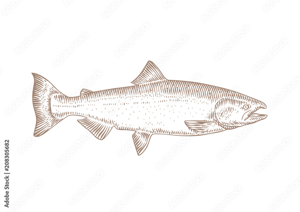 Fototapeta premium Live fish